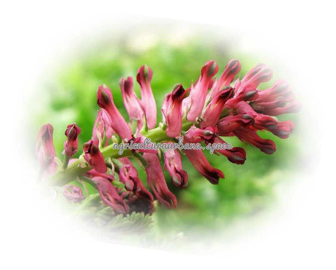 Como sembrar  Fumaria en casa