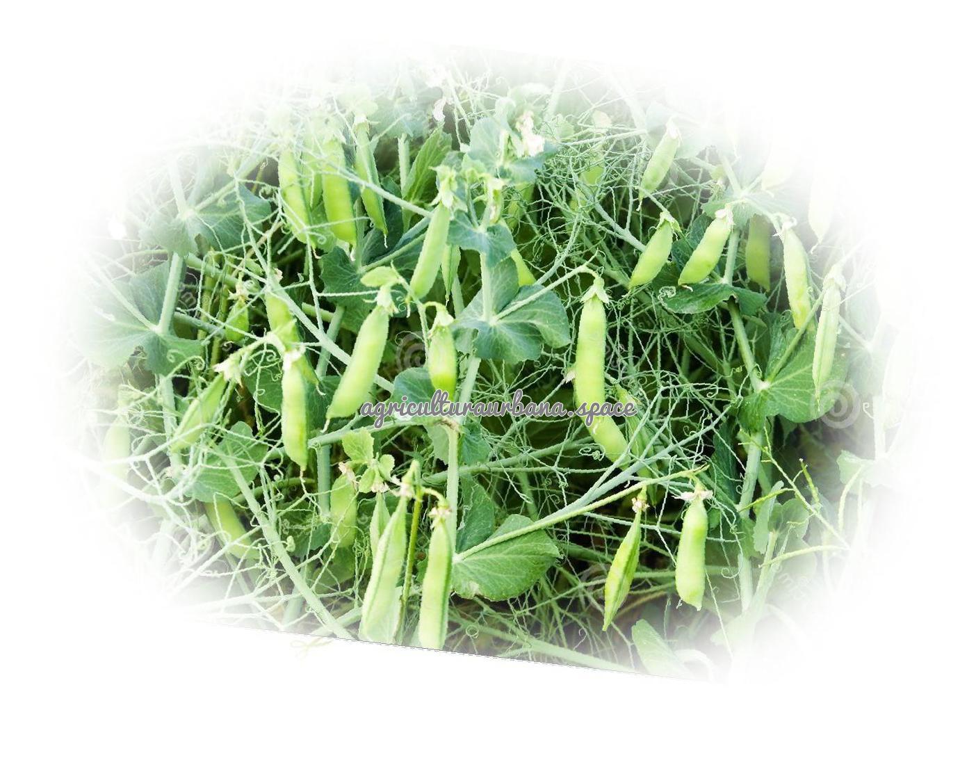 planta Garbanzos