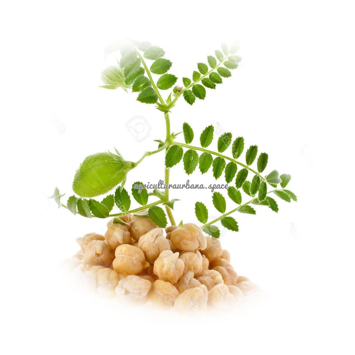 Como sembrar  Garbanzos en tu casa