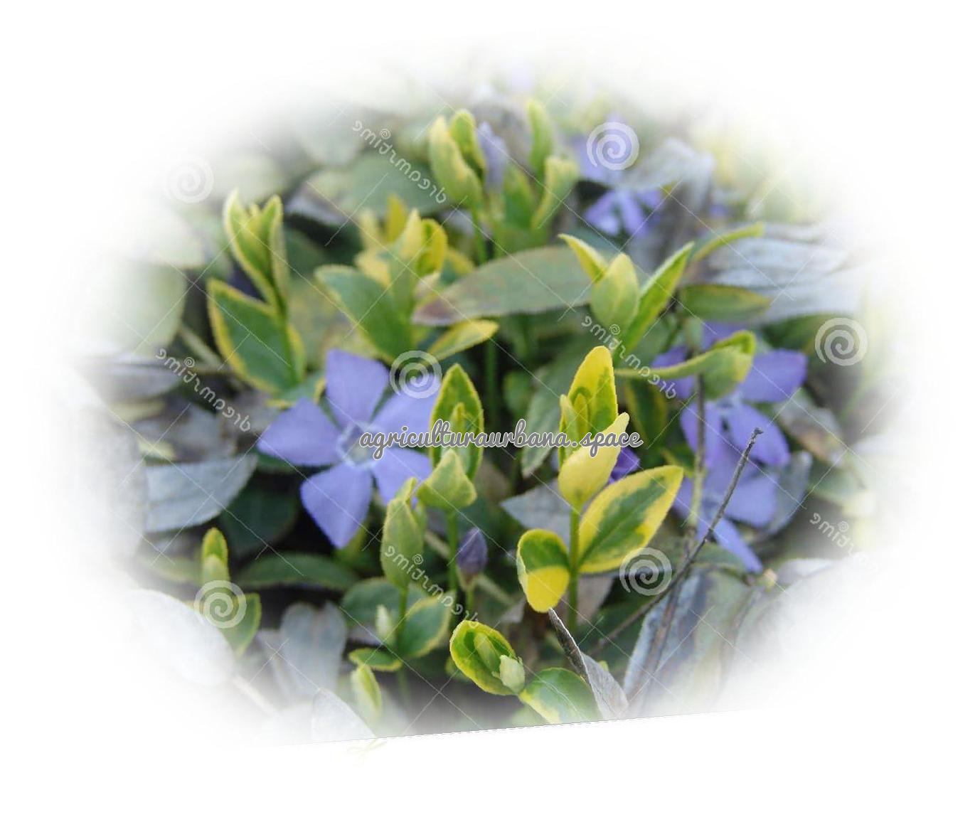 Como sembrar  Genciana en tu casa