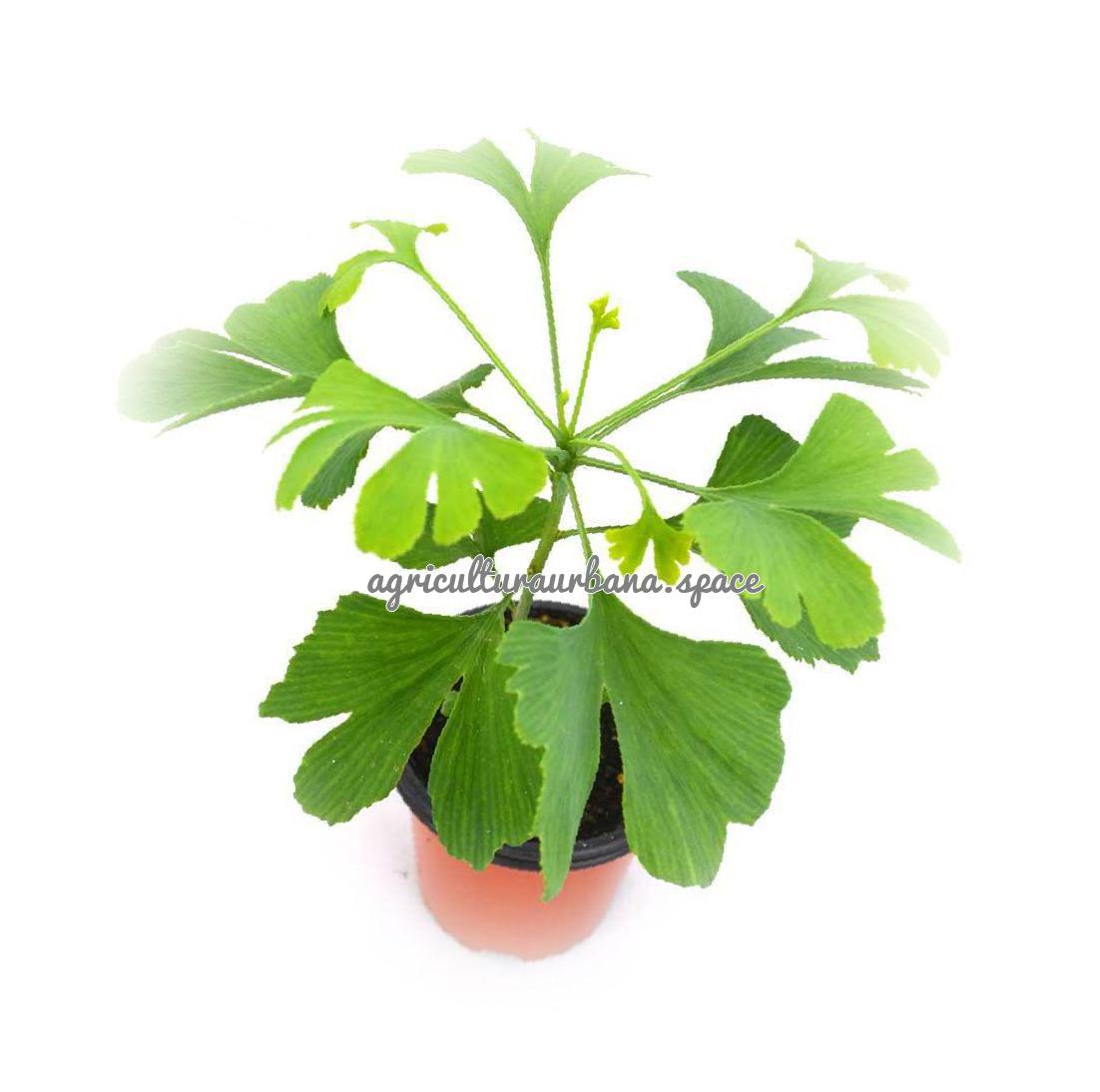 cultivar Ginkgo