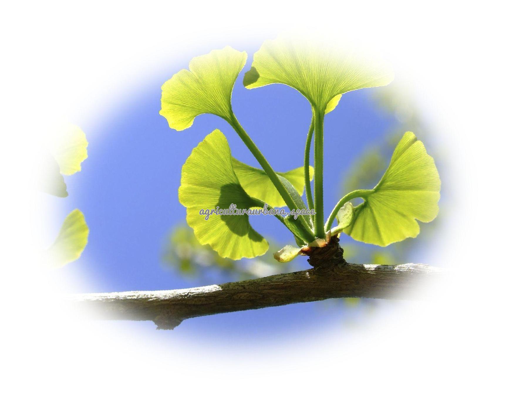 plantar Ginkgo