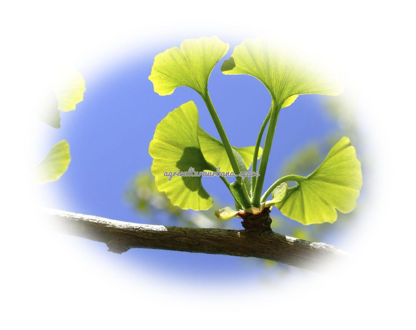 Ginkgo