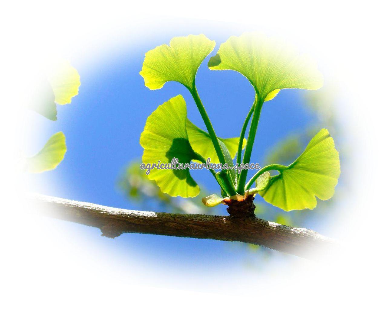 como plantar Ginkgo
