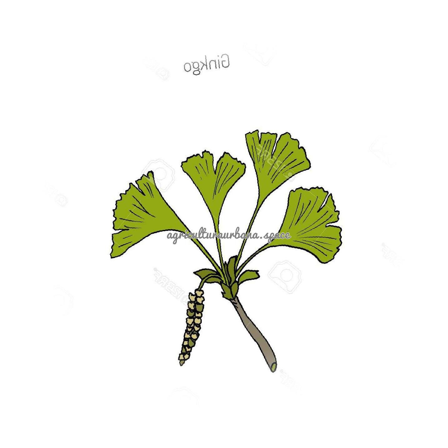 arbol Ginkgo
