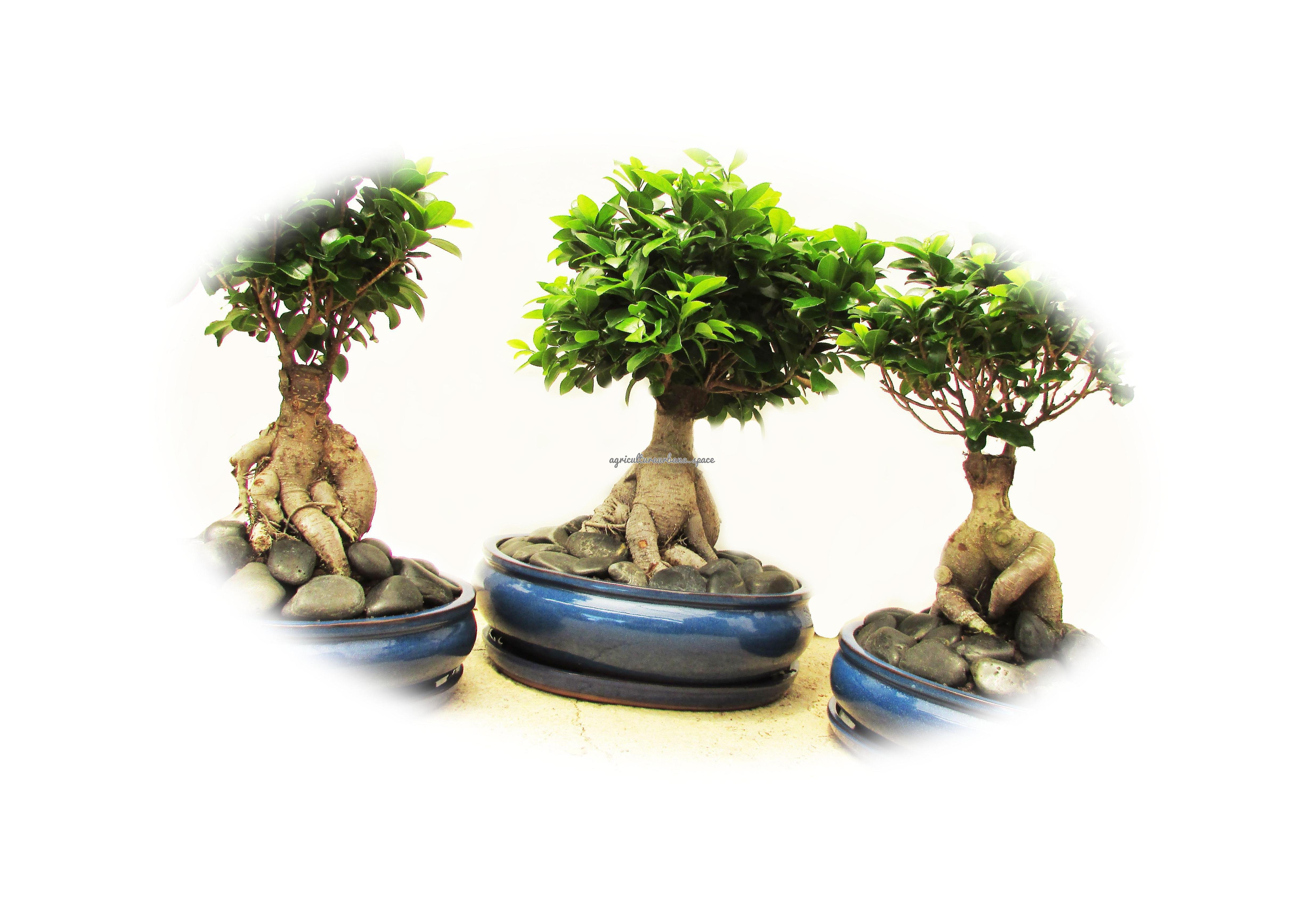 arbol Ginseng