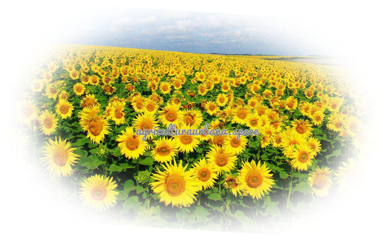 Como sembrar  Girasol en tu casa