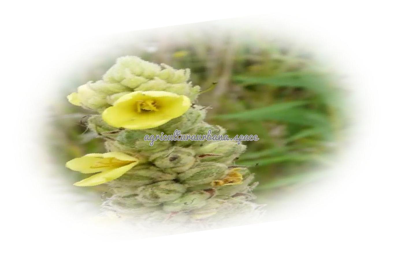 Como plantar  Gordolobo en casa