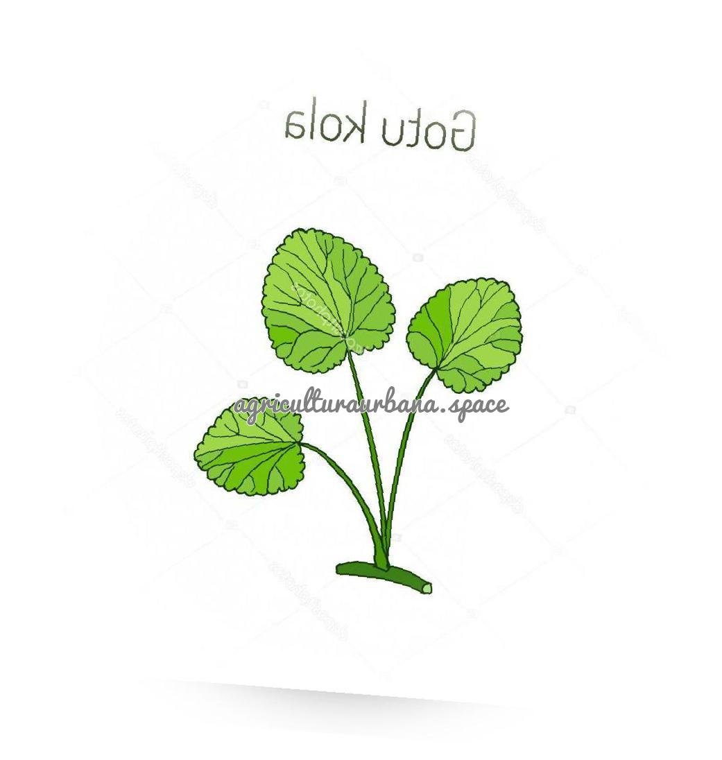 plantar Gotu-Kola
