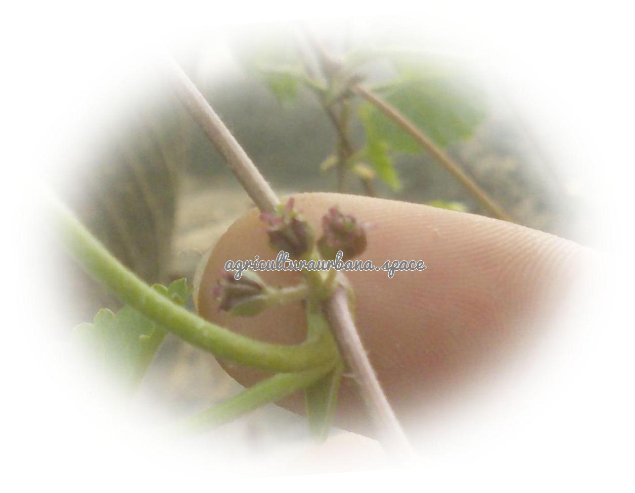 Como cultivar  Gotu Kola en tu casa