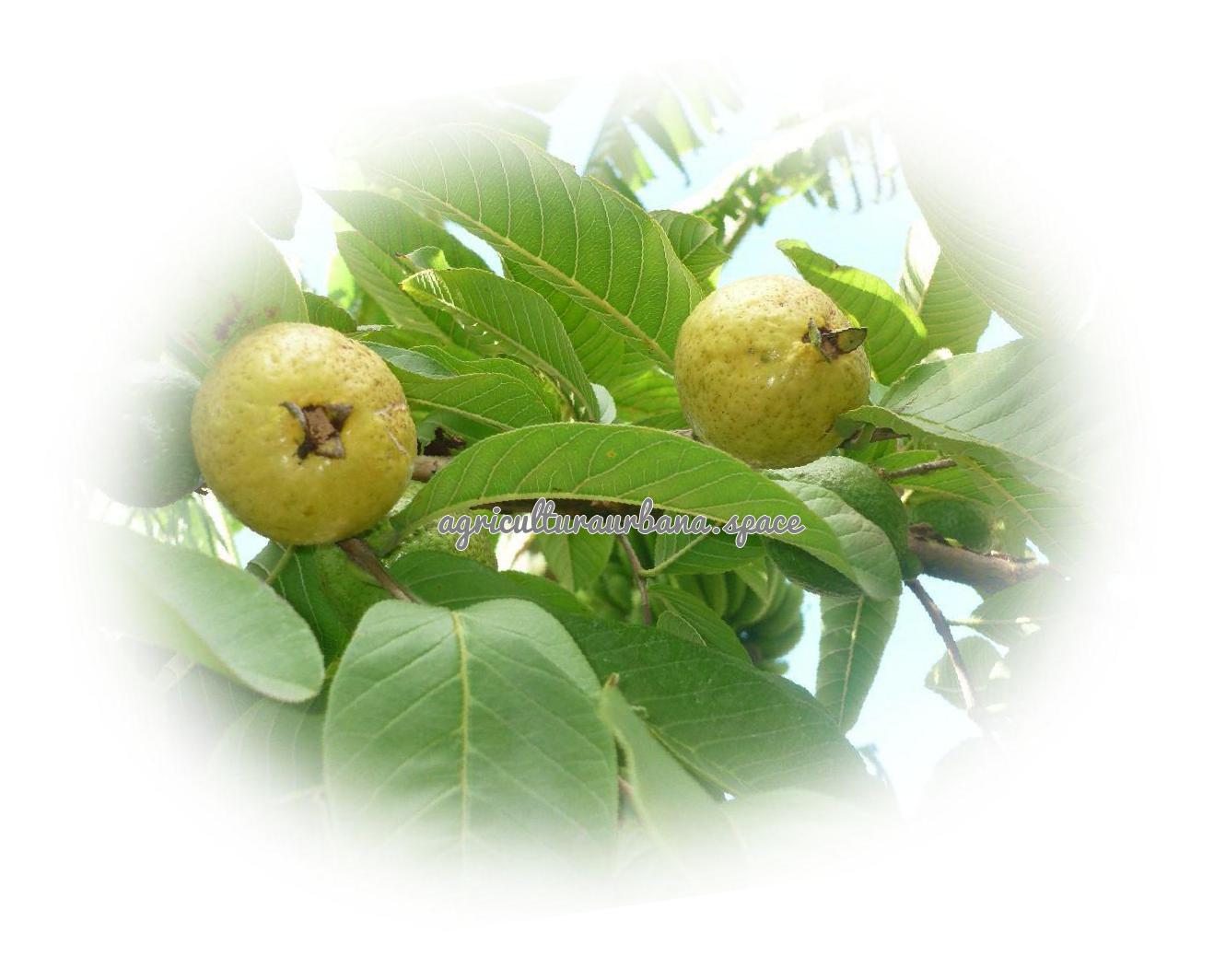 cultivar Guayaba