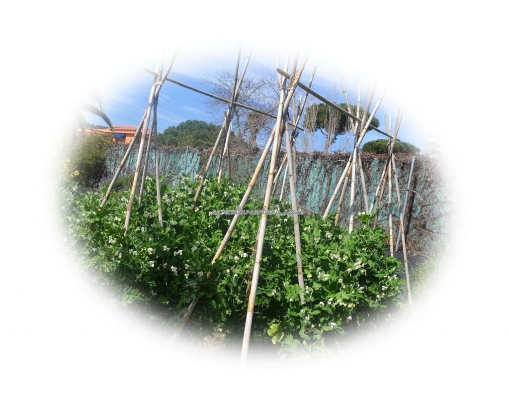 Como cultivar  Guisantes en casa