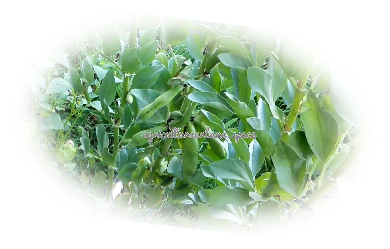 Como plantar  Habasi en maceta