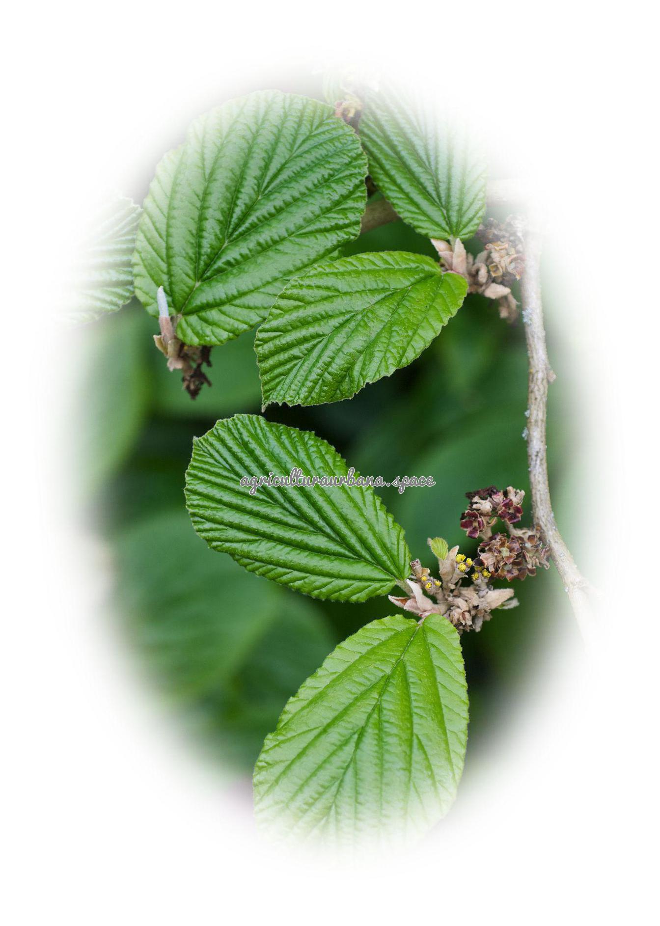 Como plantar  Hamamelis en tu casa