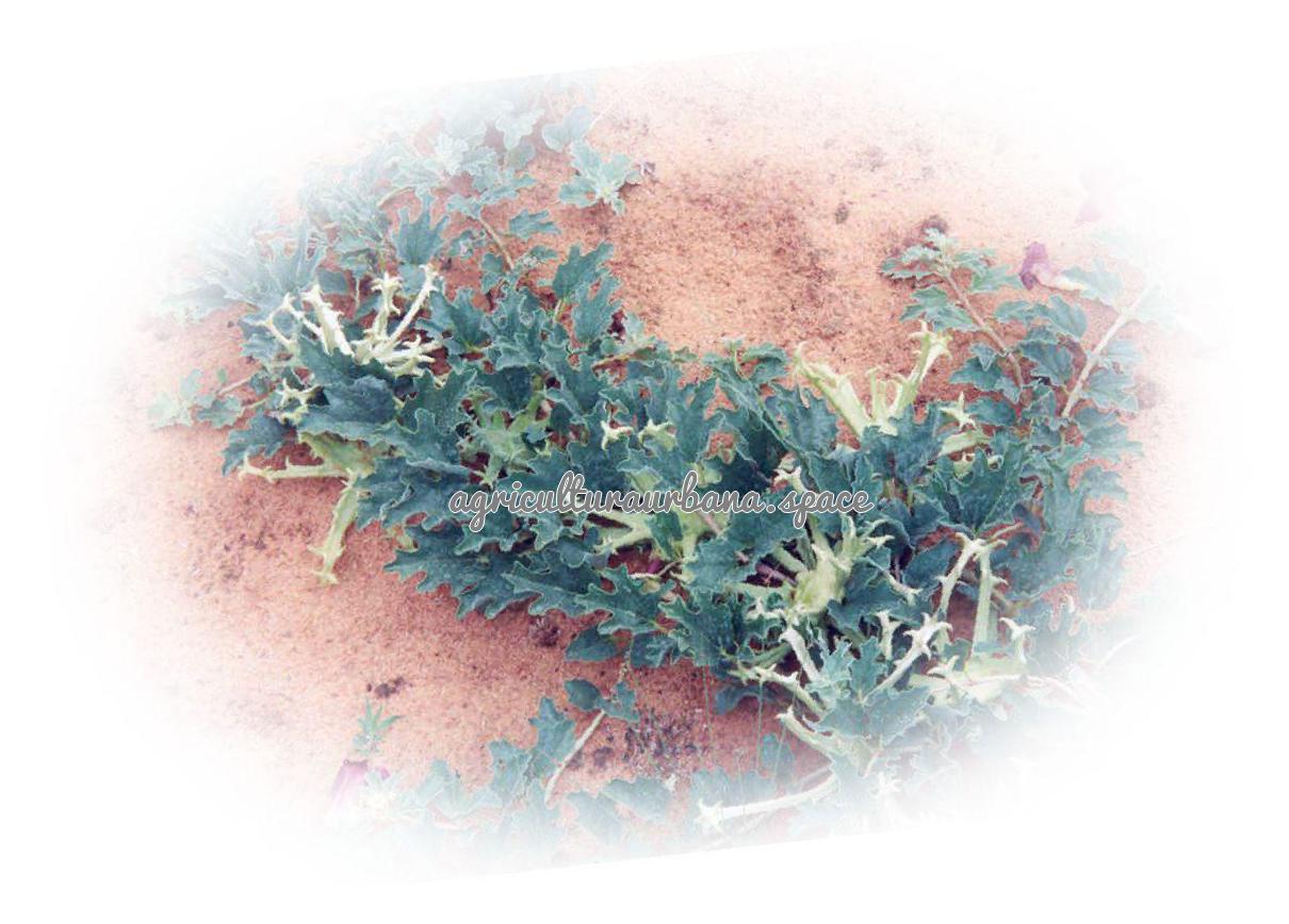cultivar Harpagofito