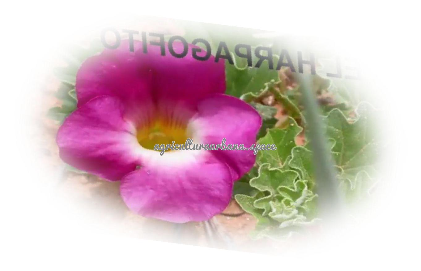 plantar Harpagofito