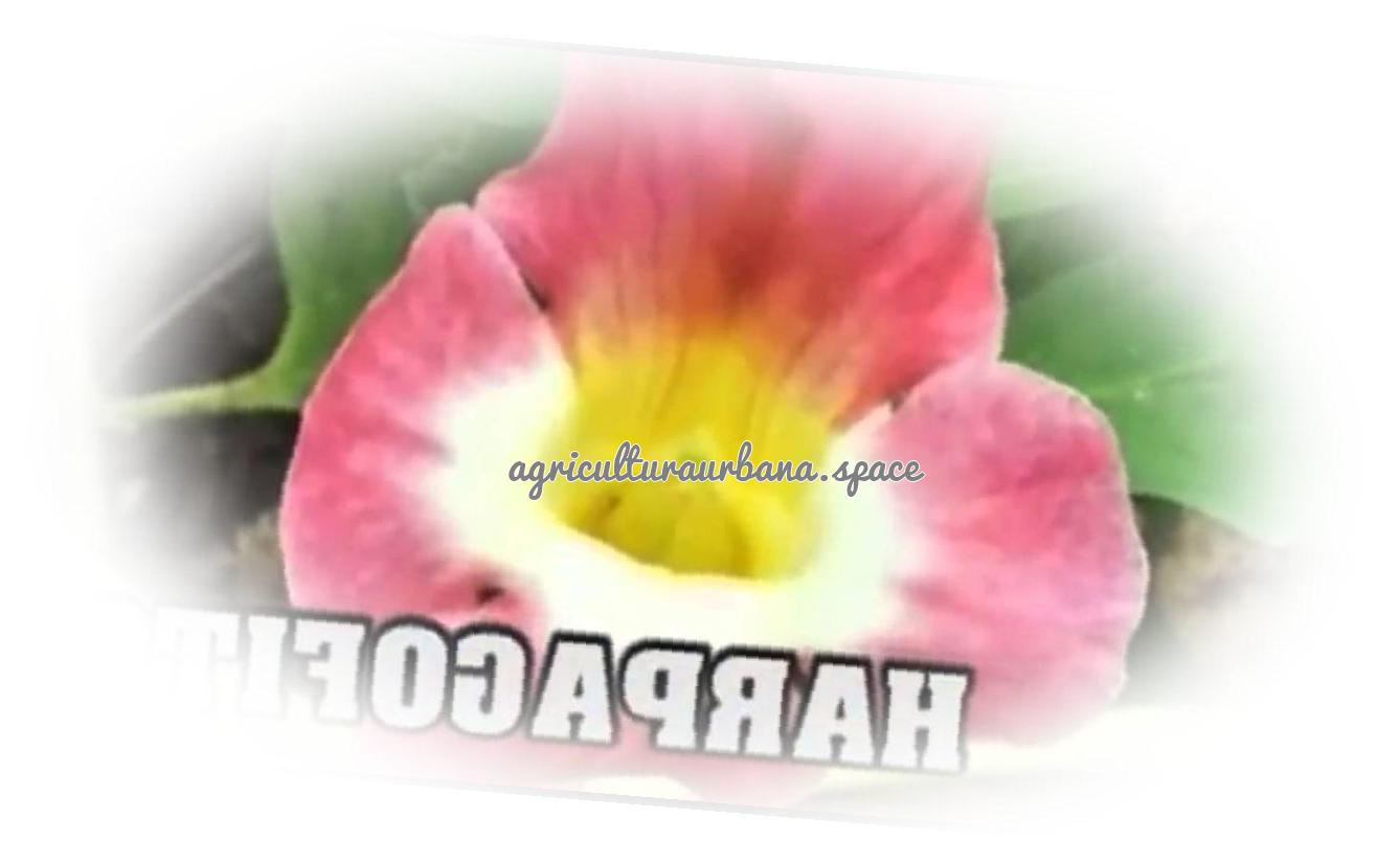 Como sembrar  Harpagofito en casa