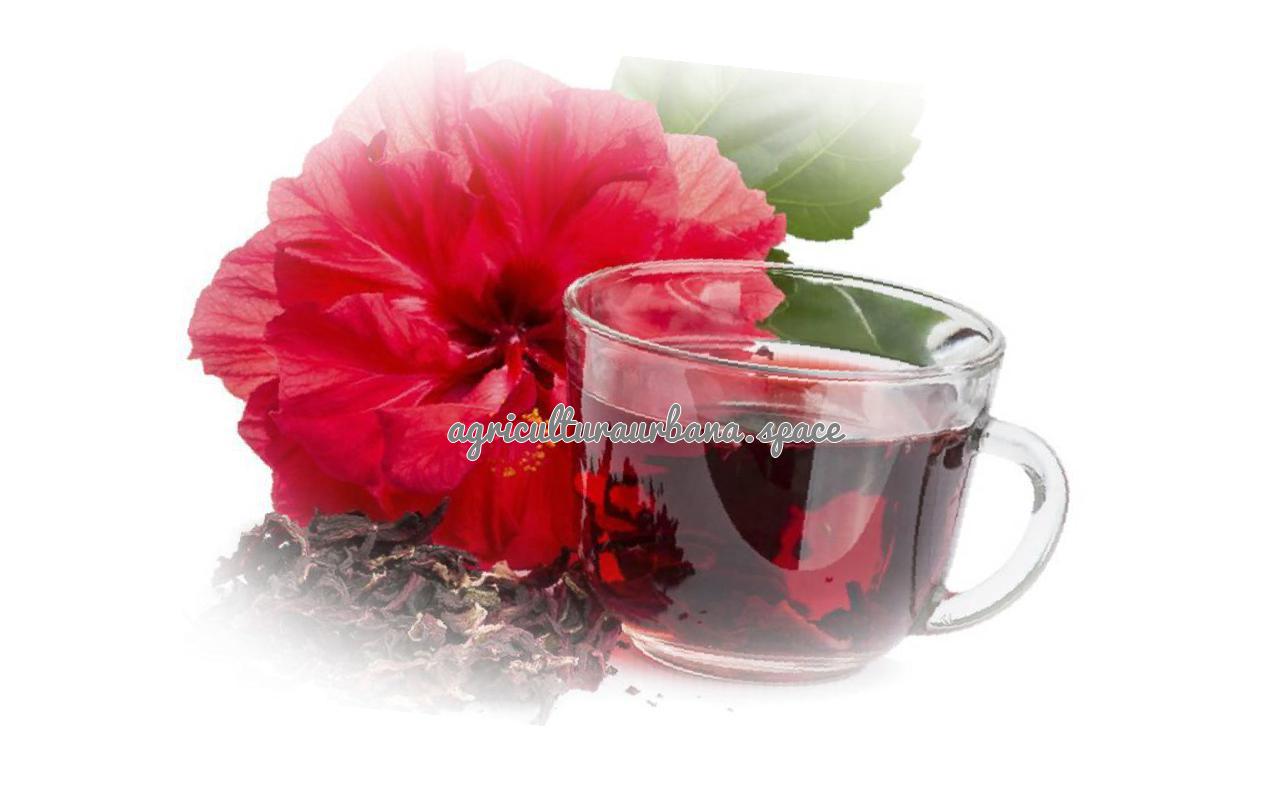 Como plantar  Hibisco en maceta