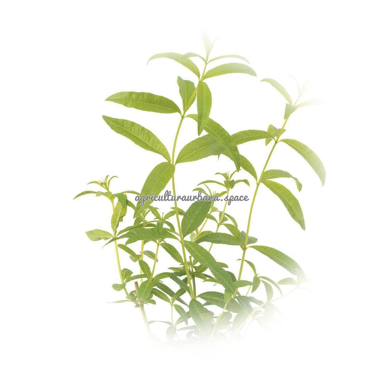 Como plantar  Hierba Luisa en casa