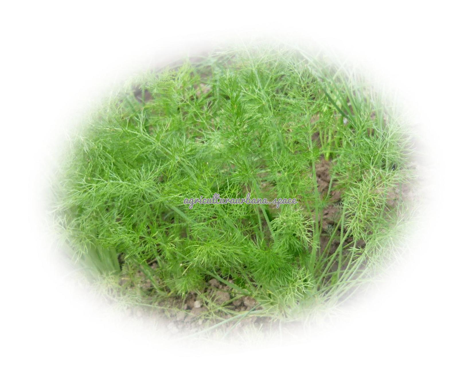 Como cultivar  Hinojo en casa