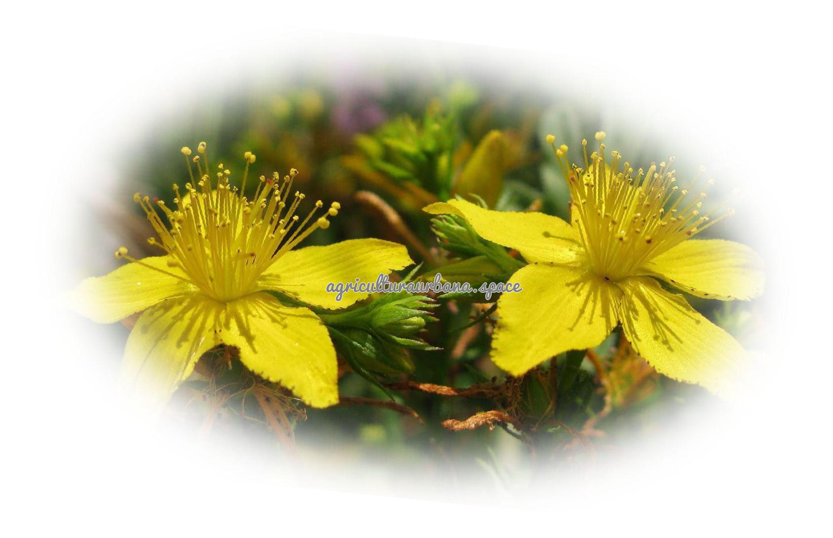 Como cultivar  Hipérico en maceta