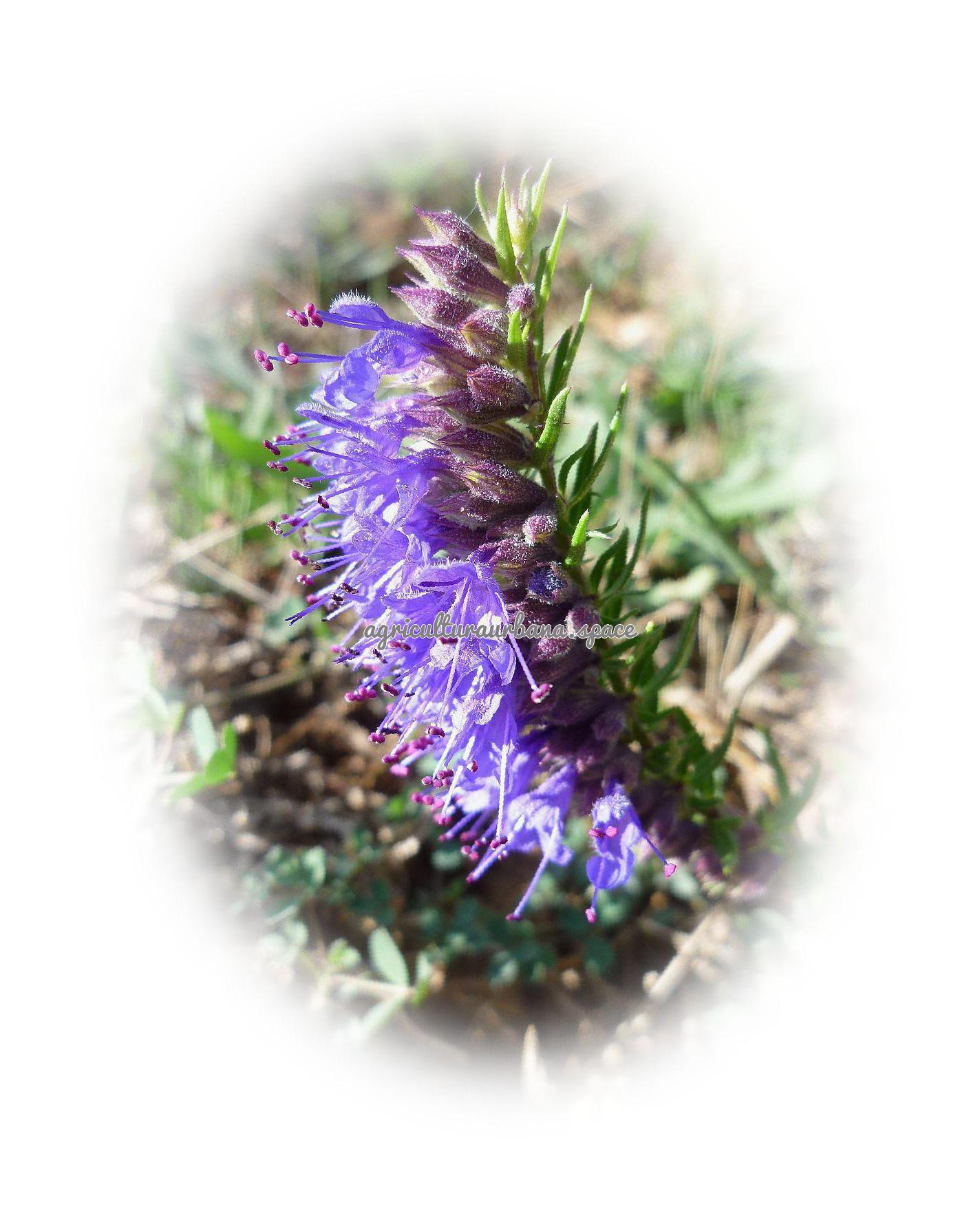 Como plantar  Hisopo en casa