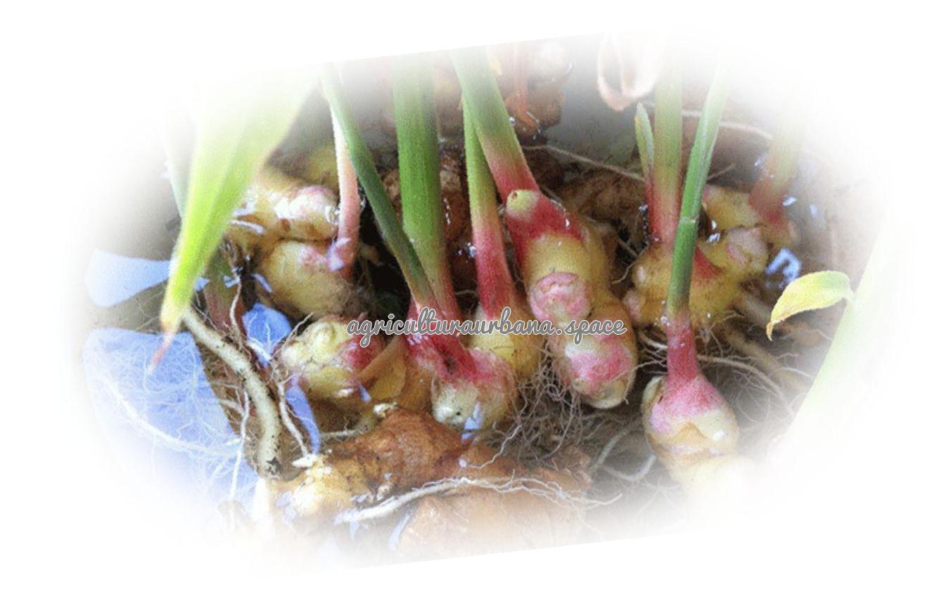 Como plantar  Jengibre en casa