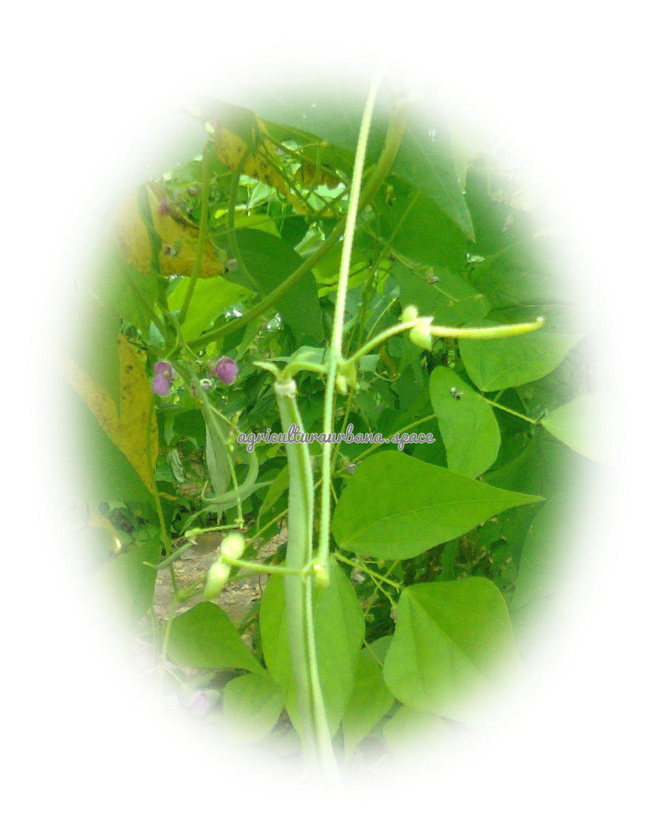 Como cultivar  Judías en tu casa