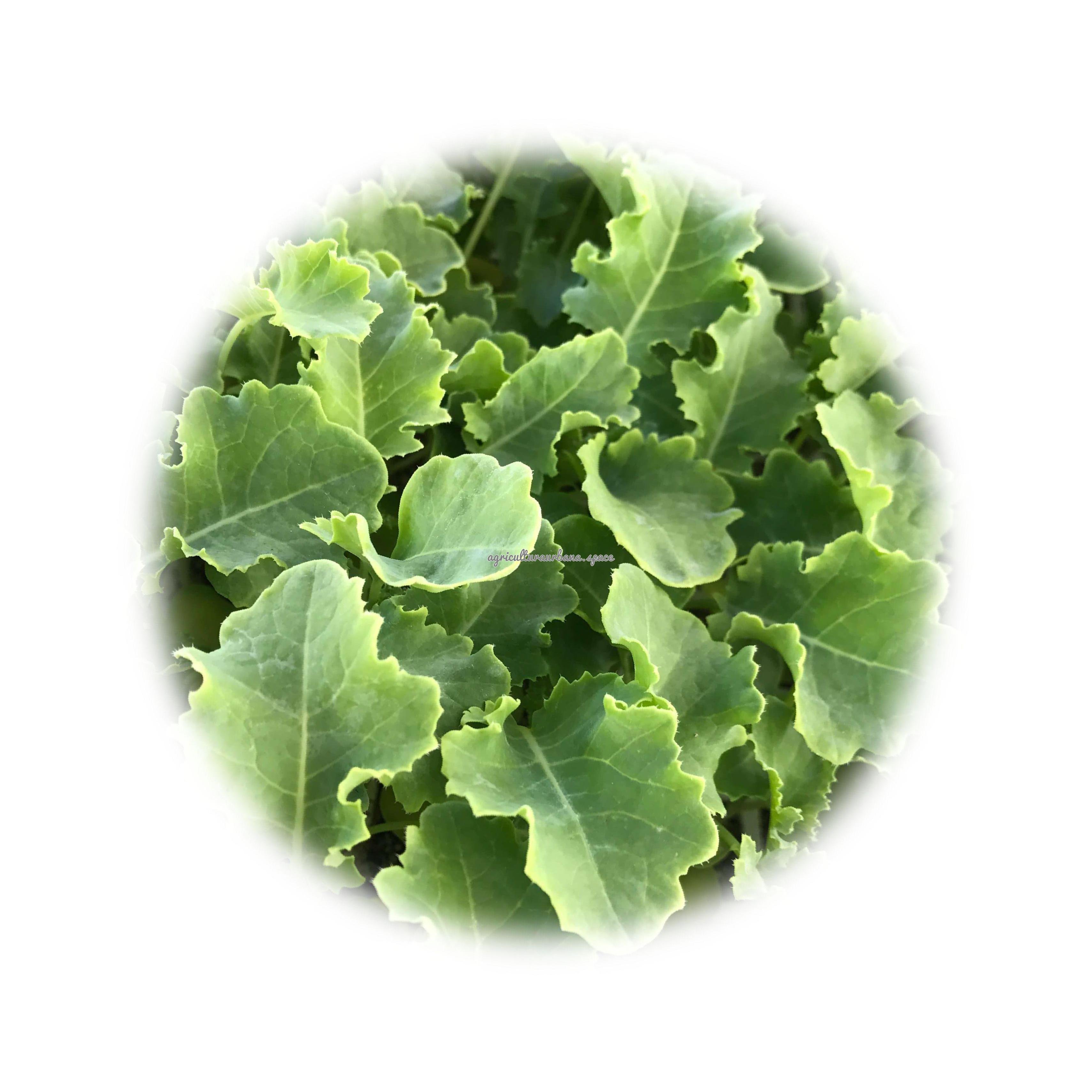 plantar Kale