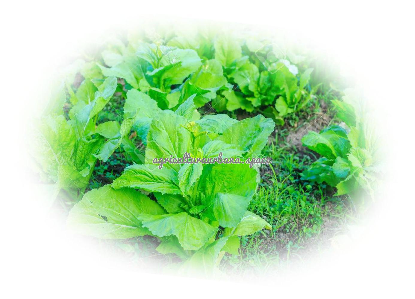 Como cultivar  Kale en casa