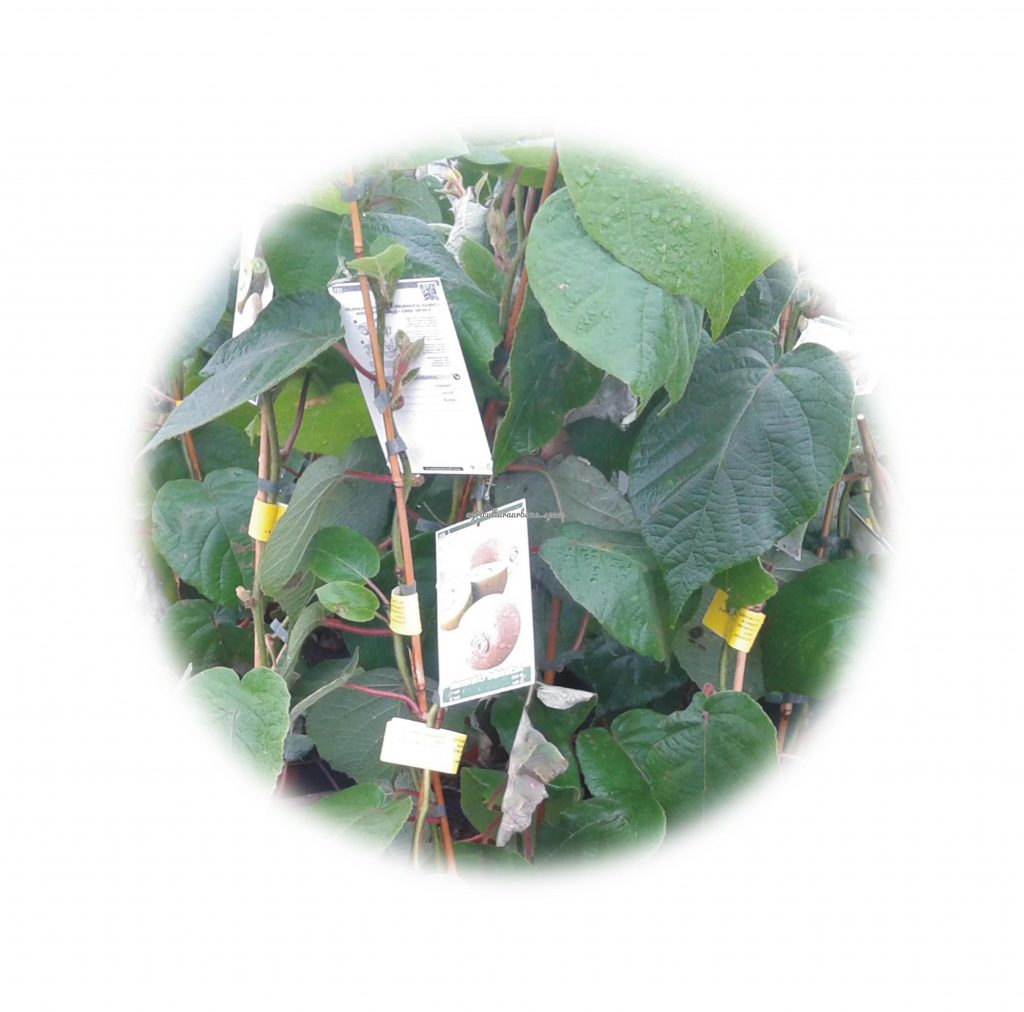 Como cultivar  Kiwi en tu casa