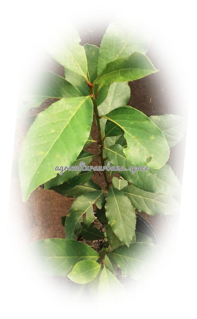 planta Laurel