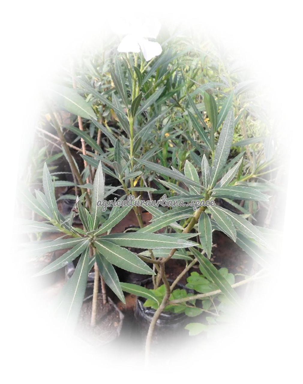 cultivar Laurel