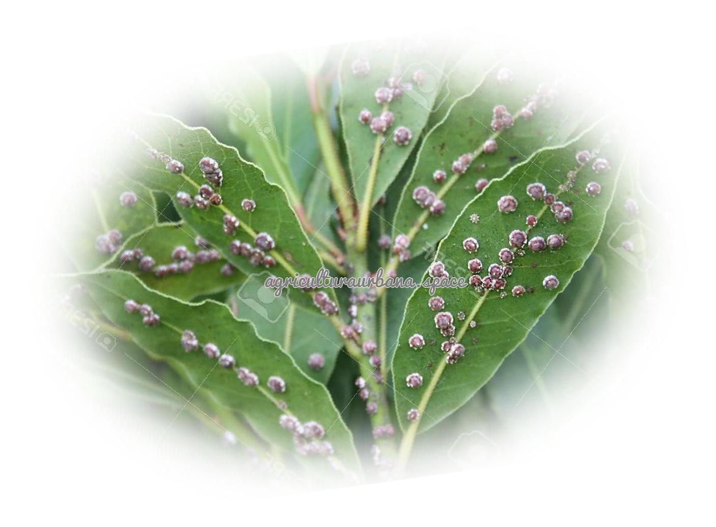 plantar Laurel