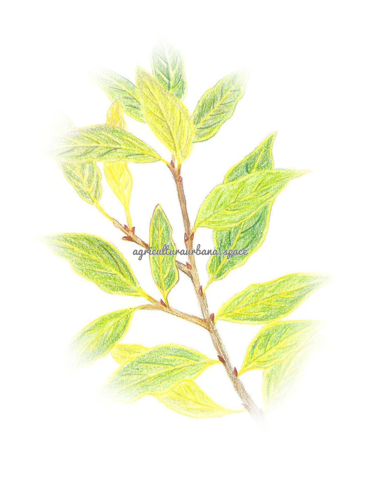 Como cultivar  Laurel en casa