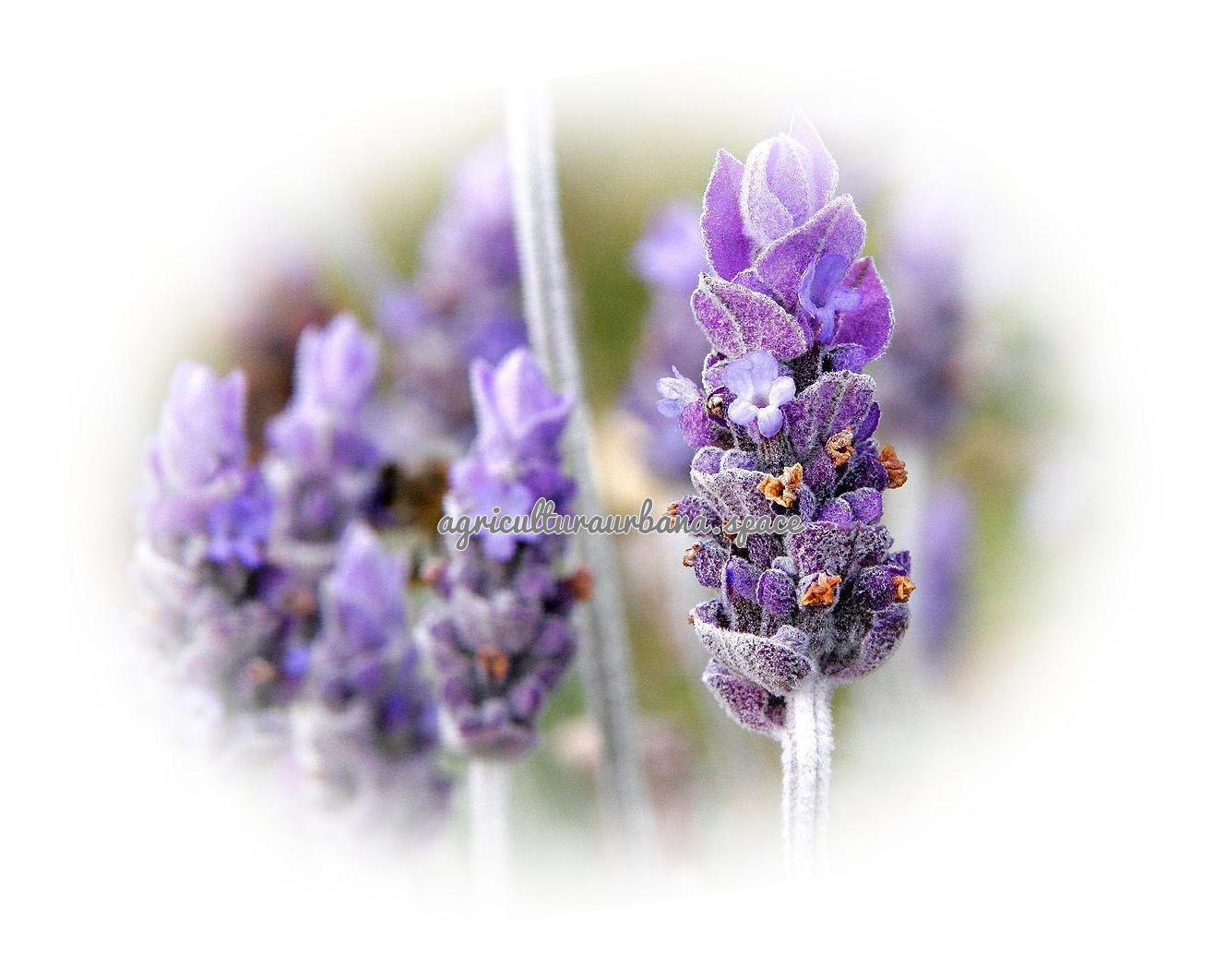 cultivar Lavanda