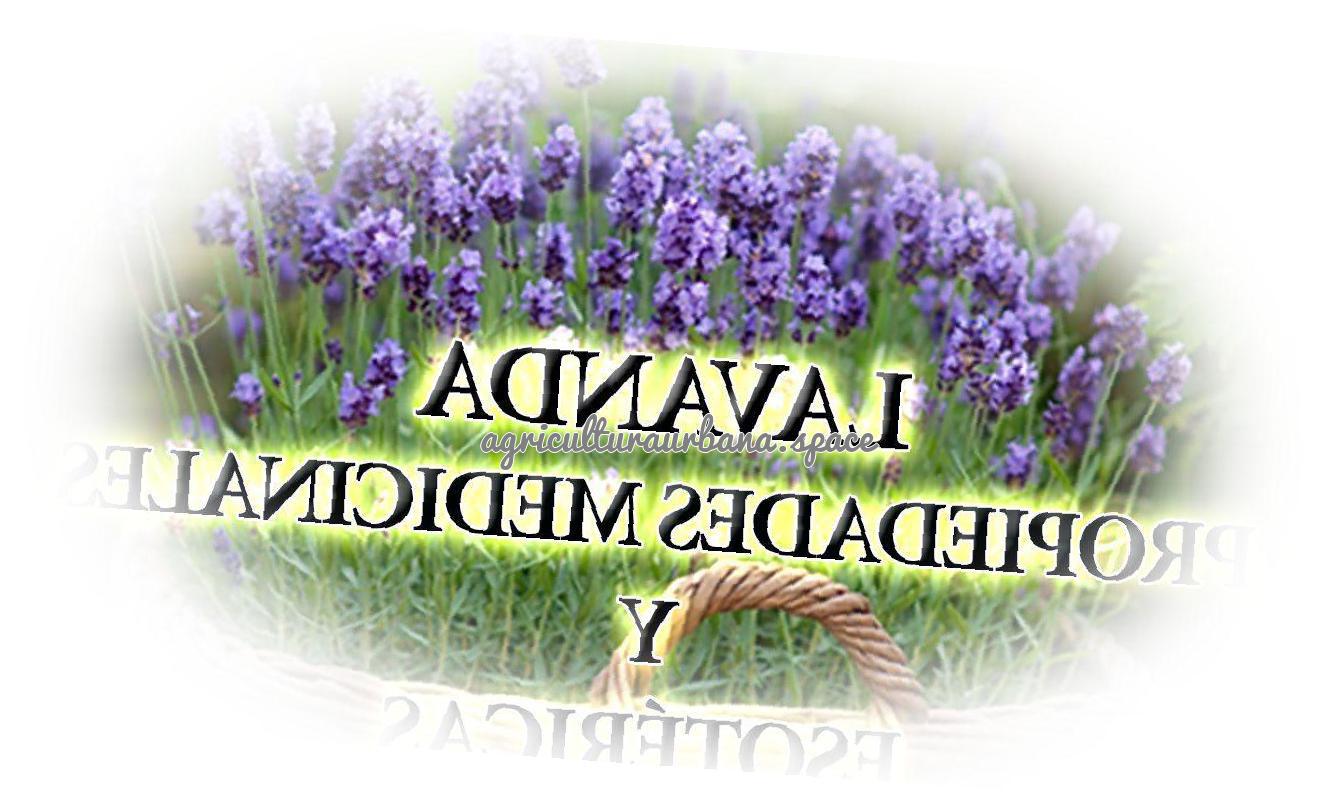 Lavanda