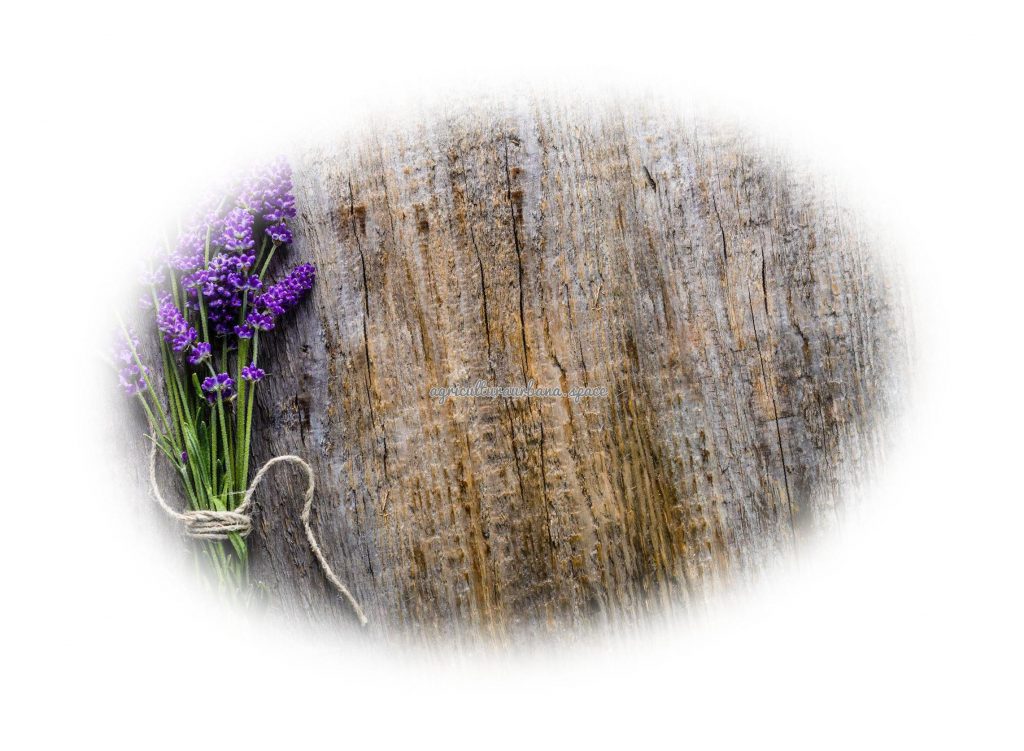 Como sembrar  Lavanda en casa