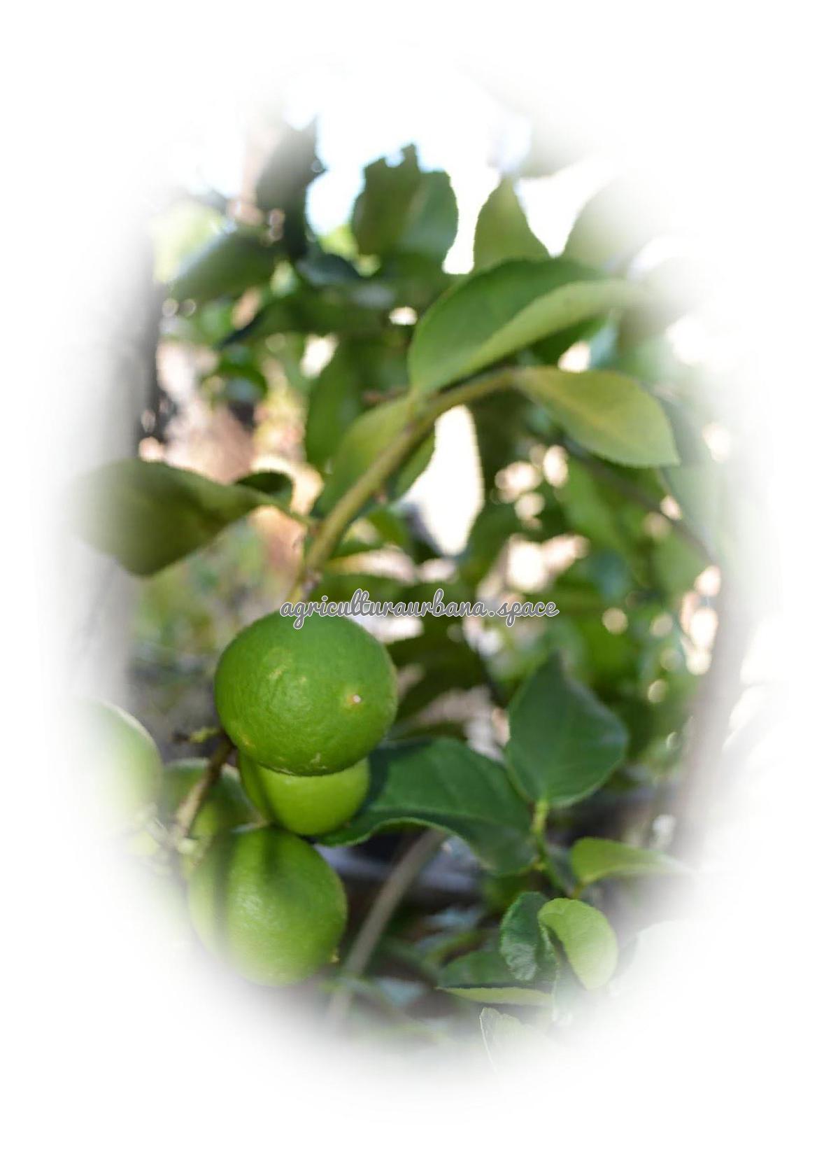 plantar Limones