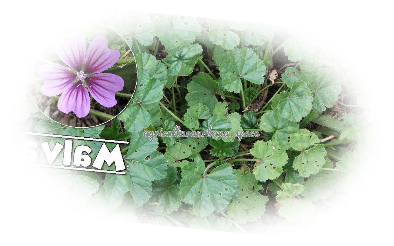 planta Malva