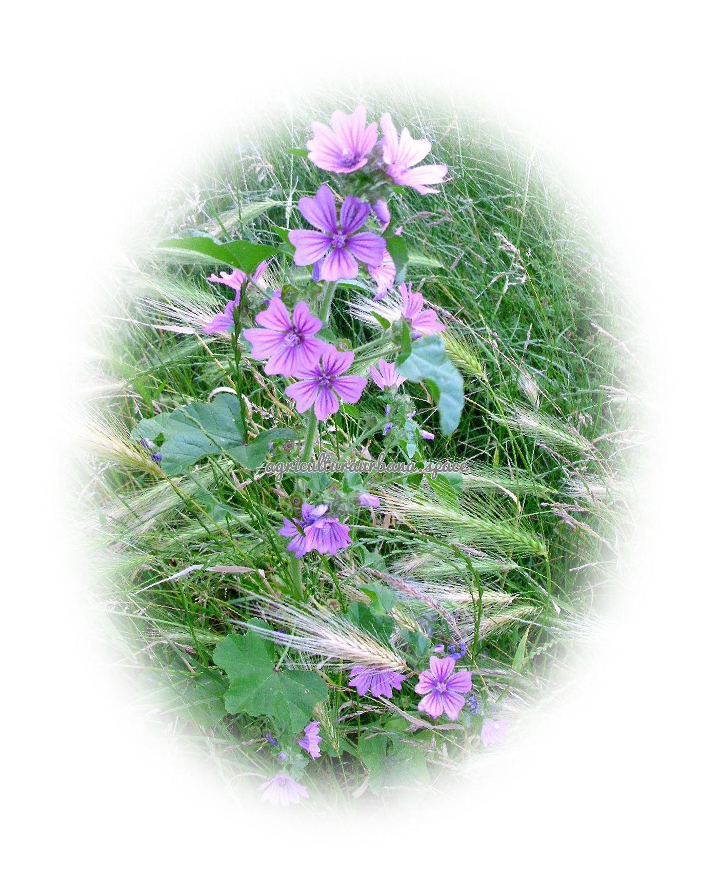 cultivar Malva