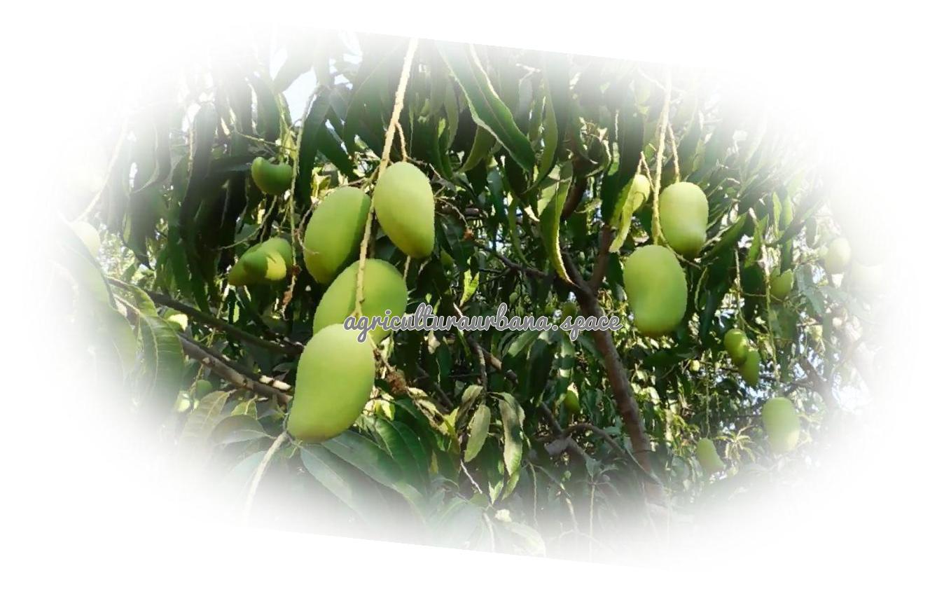 cultivar Mango