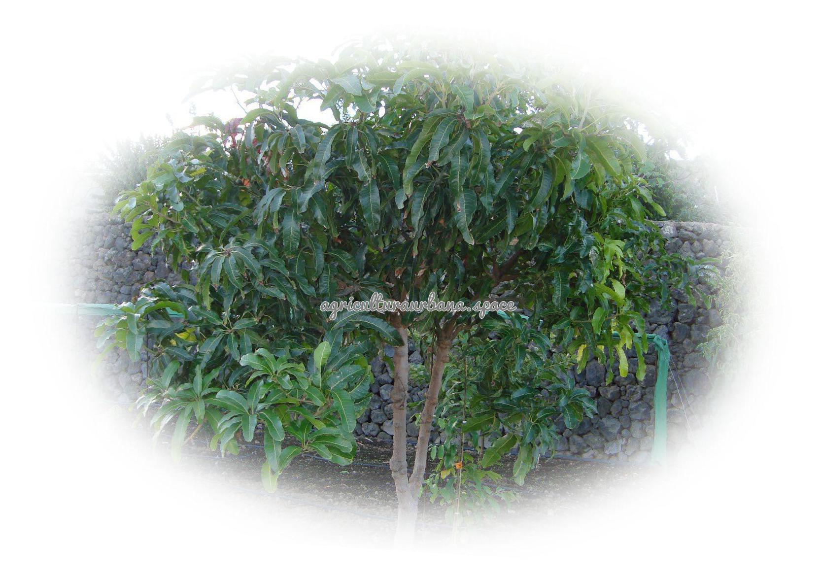 arbol Mango