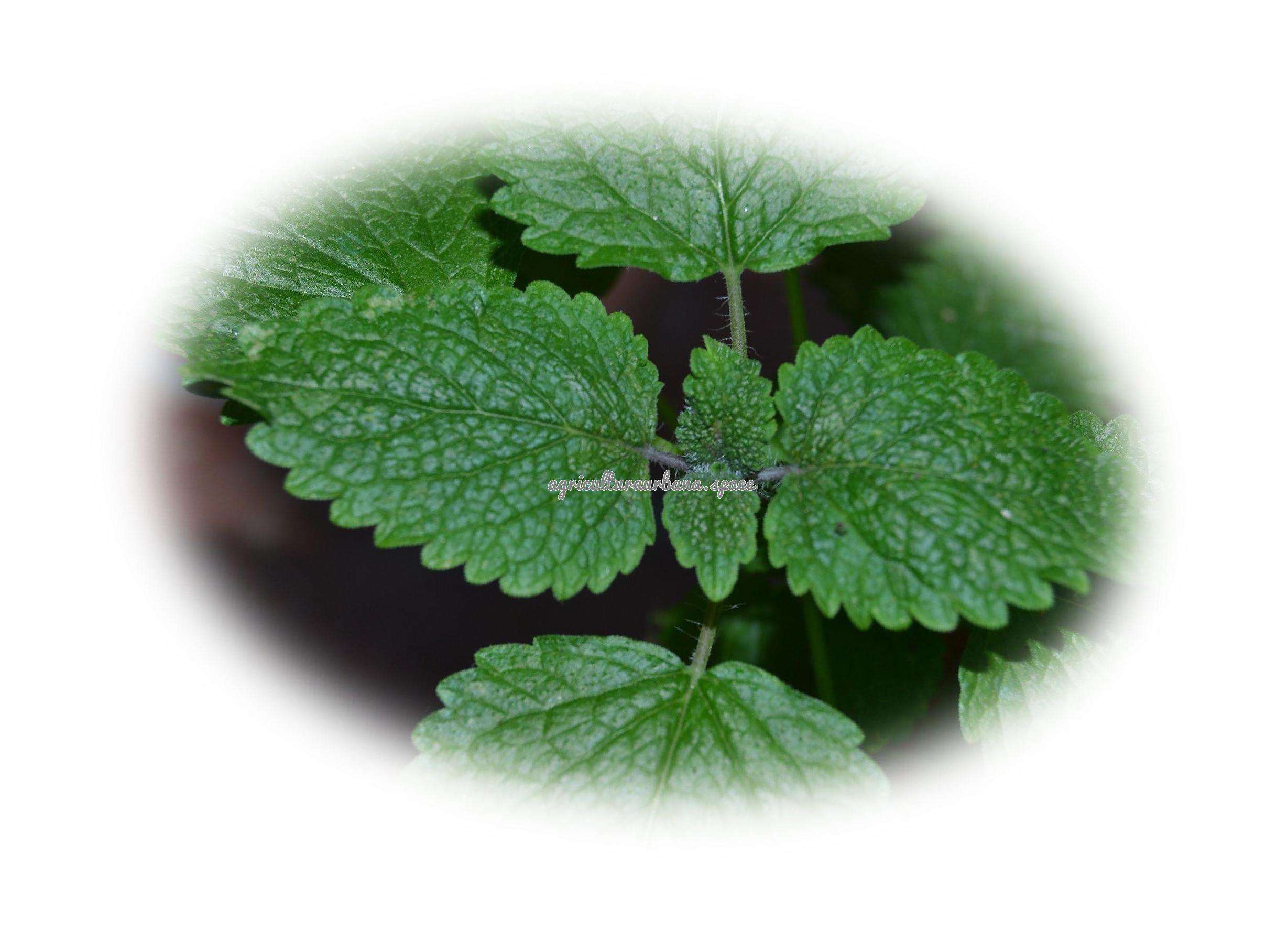 planta Melisa