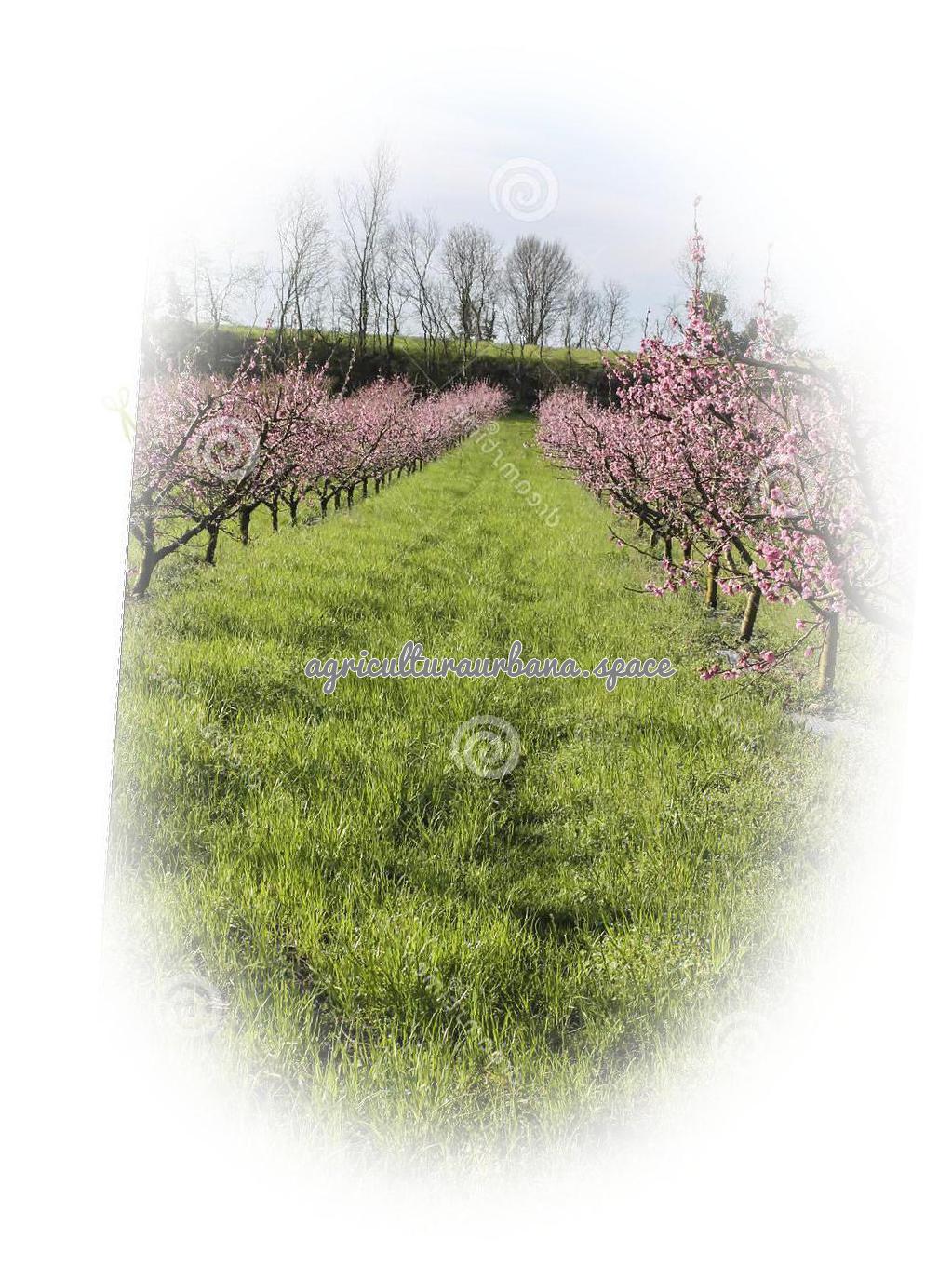 Como cultivar  Melocotón en casa