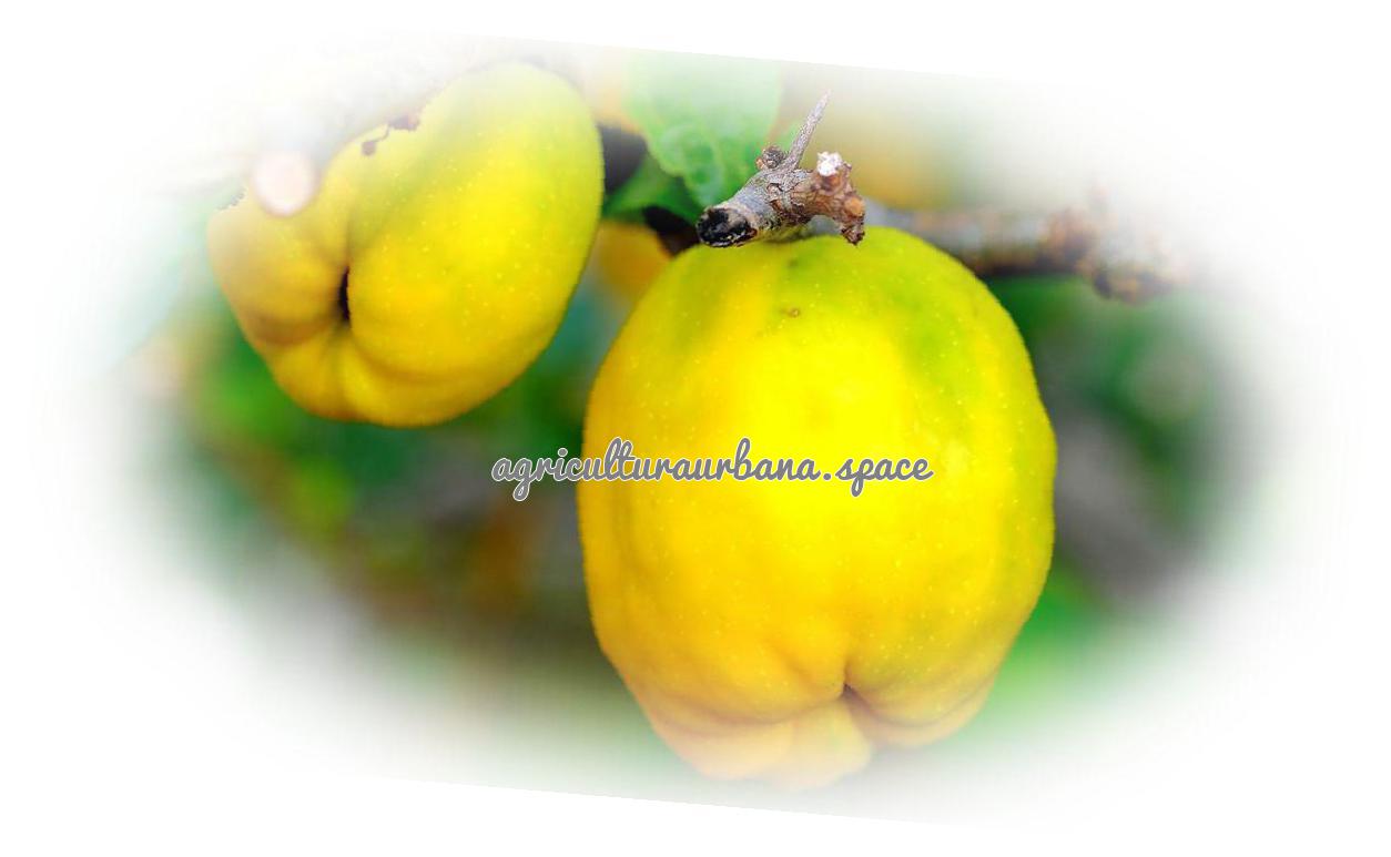 Como sembrar  Membrillos en tu casa