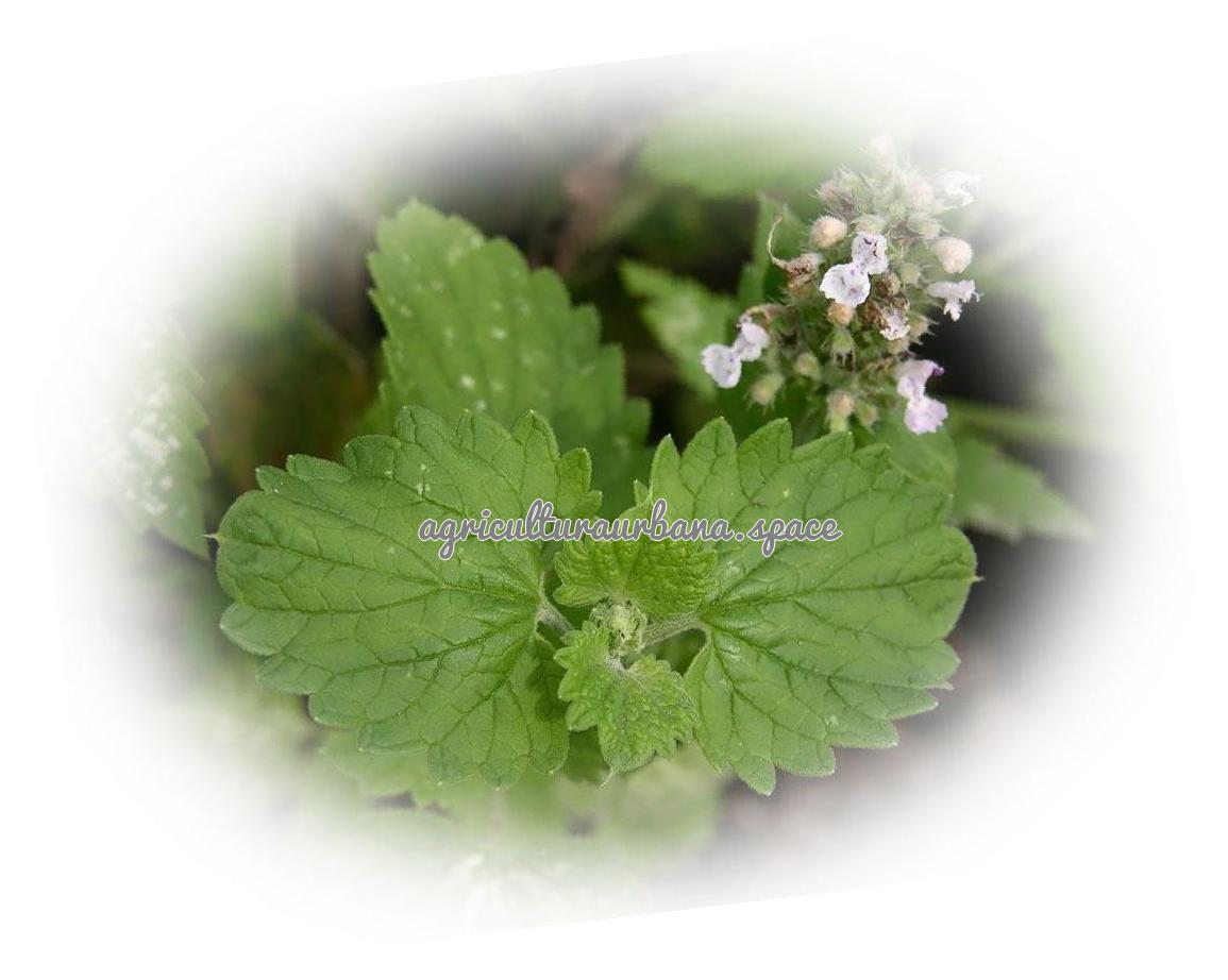 Como cultivar  Menta De Gato en tu casa