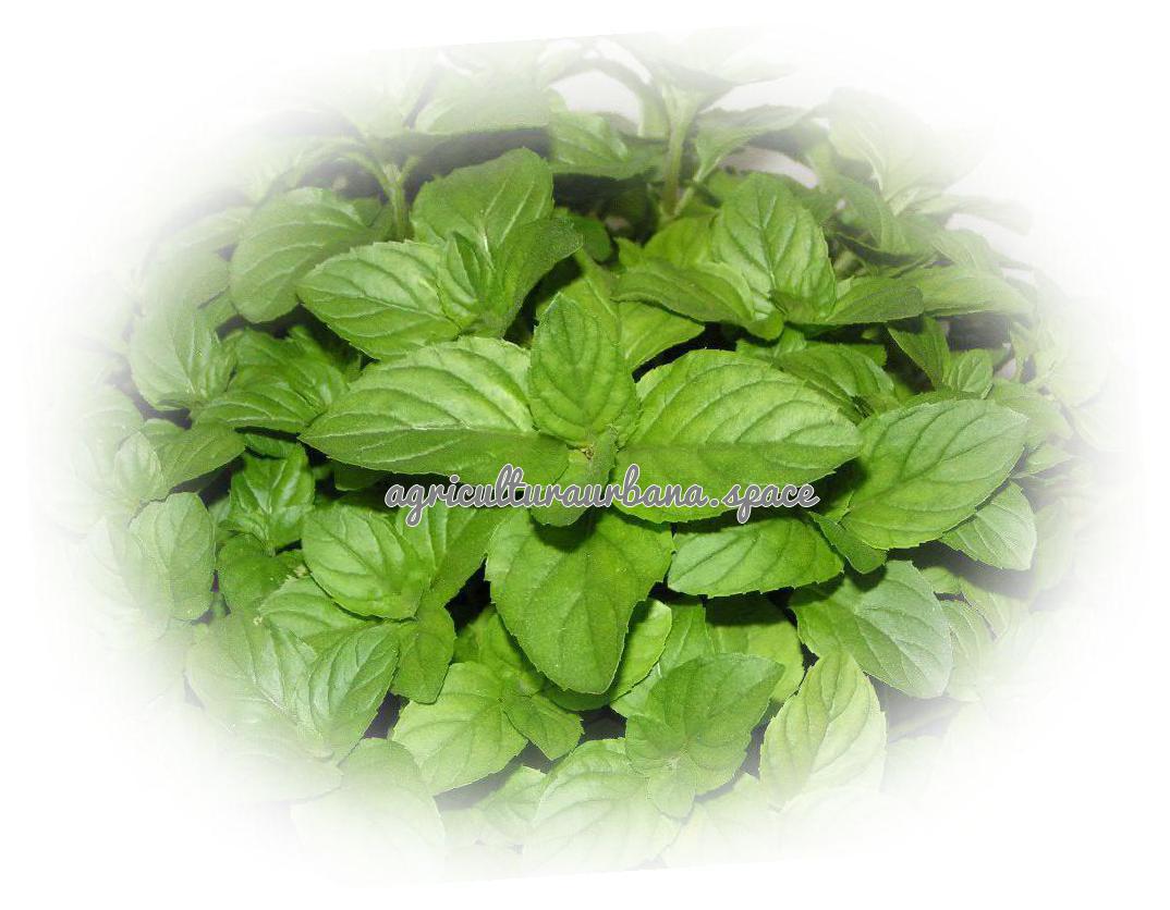 Como plantar  Menta Piperita en tu casa