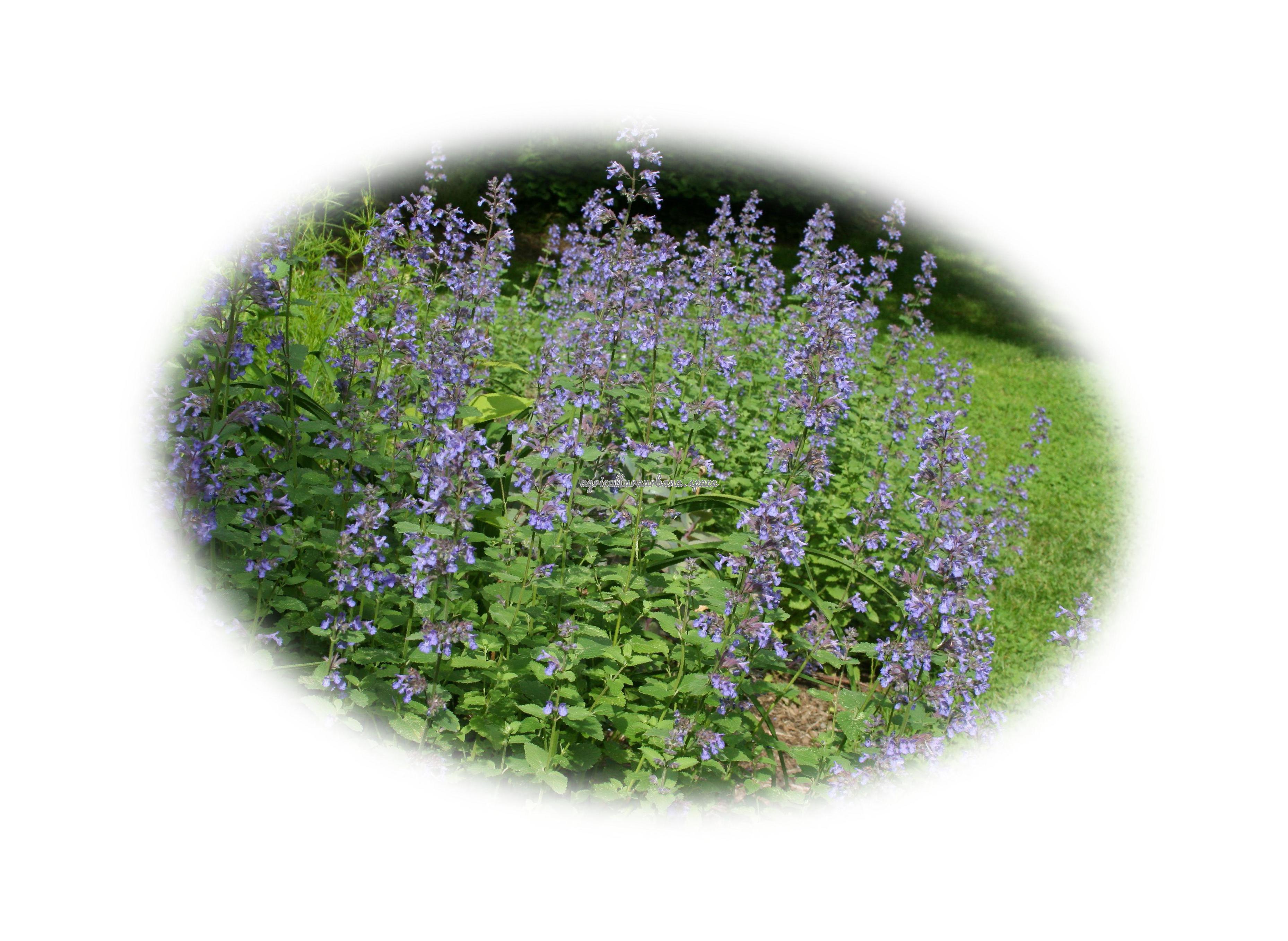 planta Nepeta