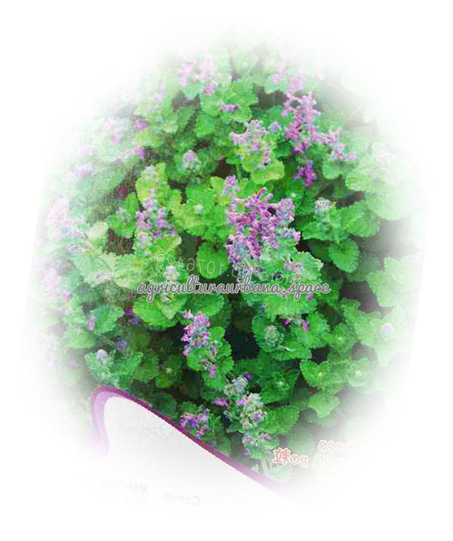 cultivar Nepeta